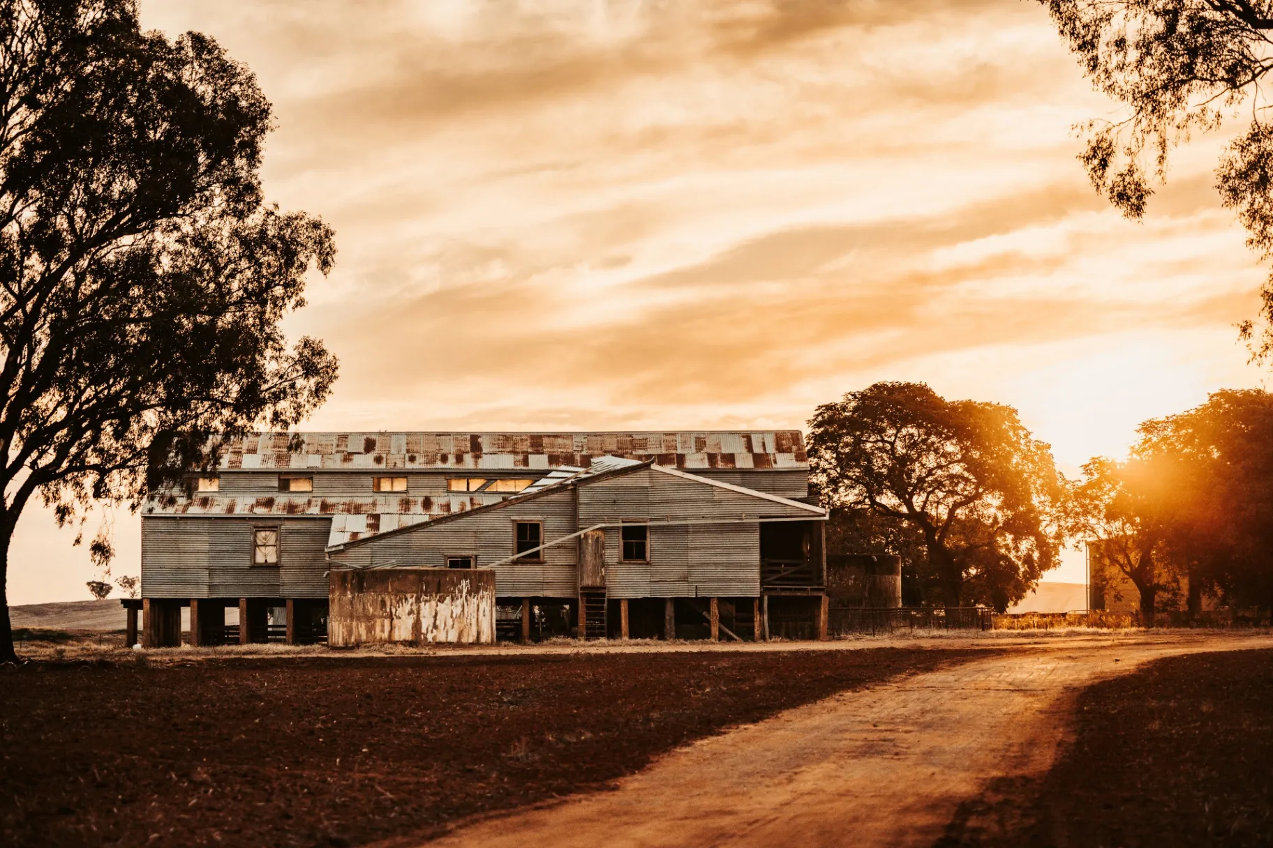 Rural shearing shed in golden afternoon light